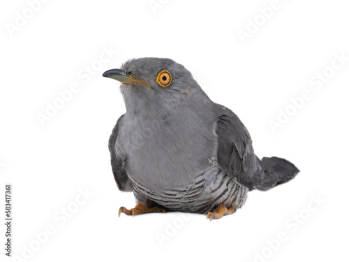 sitting cuckoo on white background