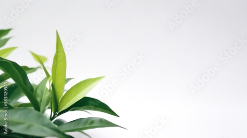 Green Tea Leaf as treatment for uterine fibroids, PCOS, and menopausal symptoms Generative AI 