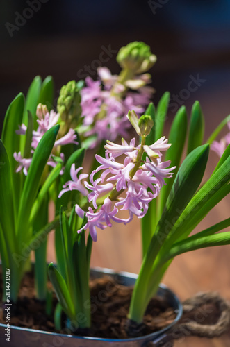 Hyacint spring flower. Mother s day concept. Colorful beauty.