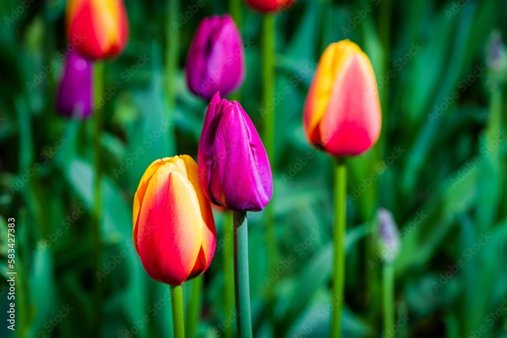 Spring field of beautiful multi-colored tulips Spring field of beautiful multi-colored tulips