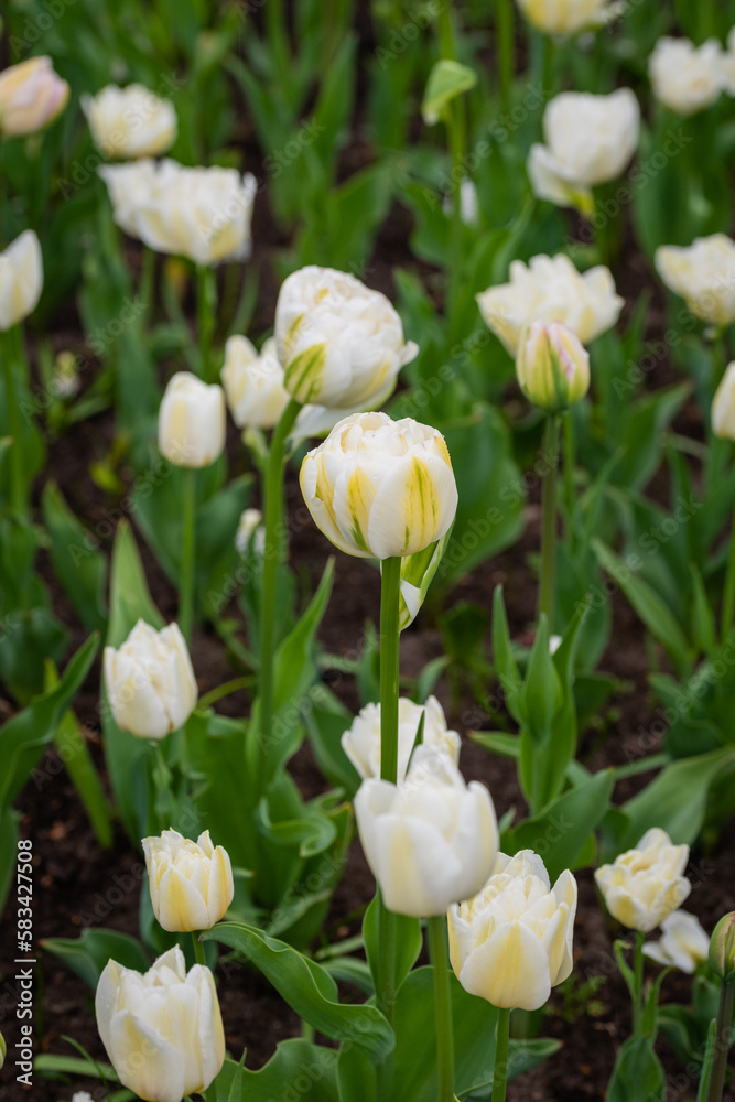 White tulips in selective close-up focus with blurry background White tulips in selective close-up focus with blurry background