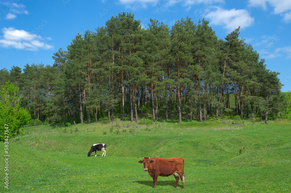 Pasture on the edge of pine forest