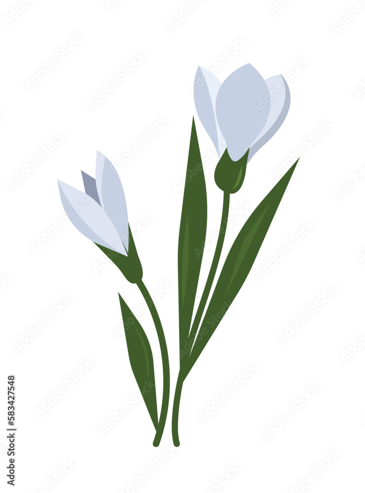 Spring flowers on a white background. The first snowdrops close-up. Spring flowers on a white background. The first snowdrops close-up.