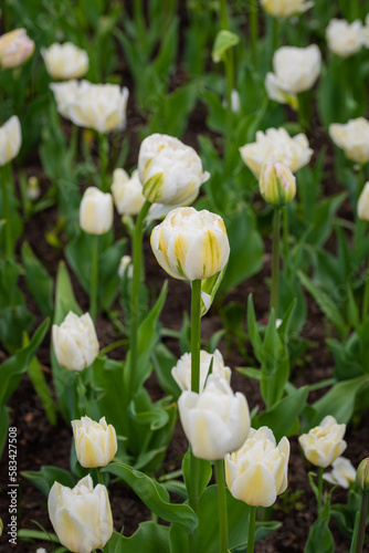 White tulips in selective close-up focus with blurry background