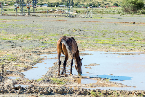 Horse drinking toxic water from tailings dam burst, Jagersfontein photo