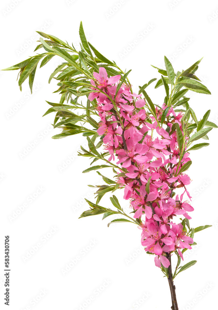 blossoming branch of almond isolated blossoming branch of almond isolated