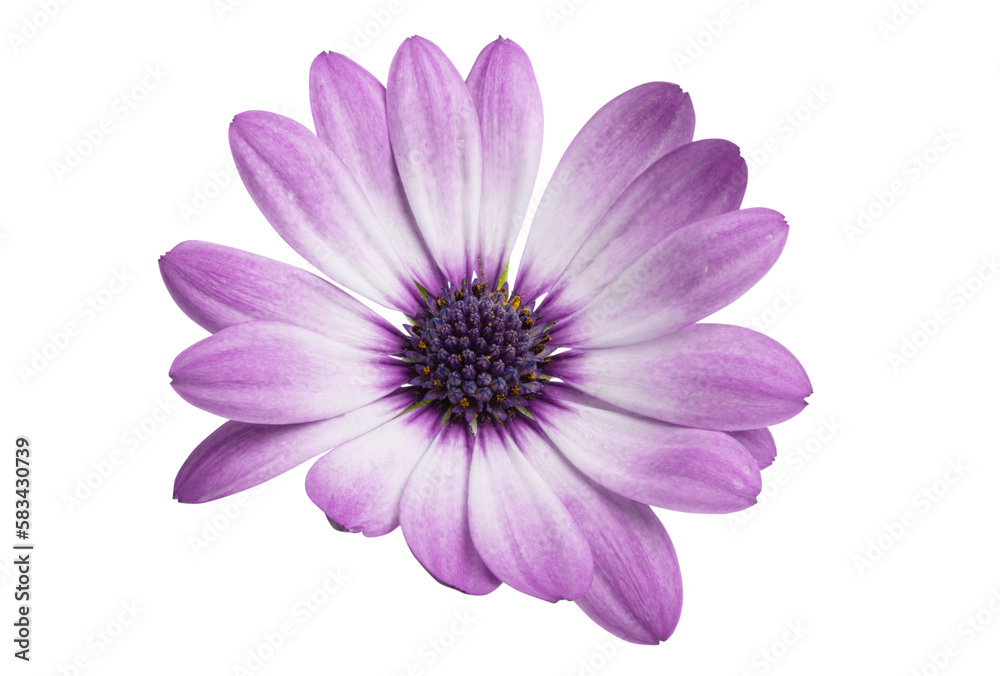 Osteosperumum Flower Daisy Osteosperumum Flower Daisy