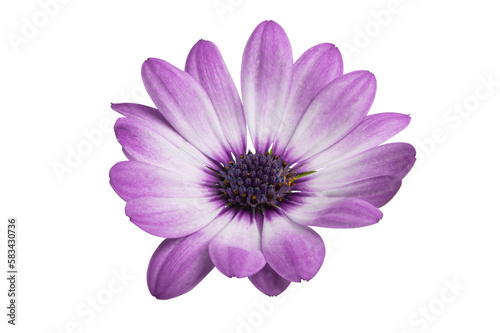  Osteosperumum Flower Daisy