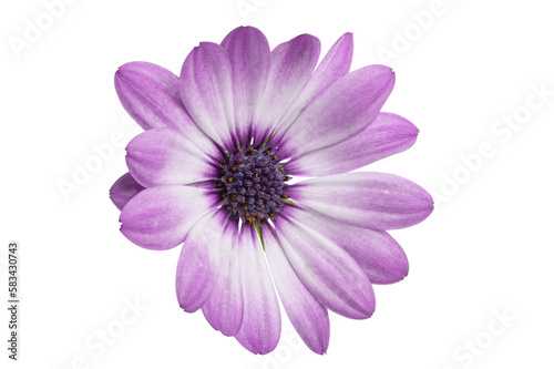  Osteosperumum Flower Daisy
