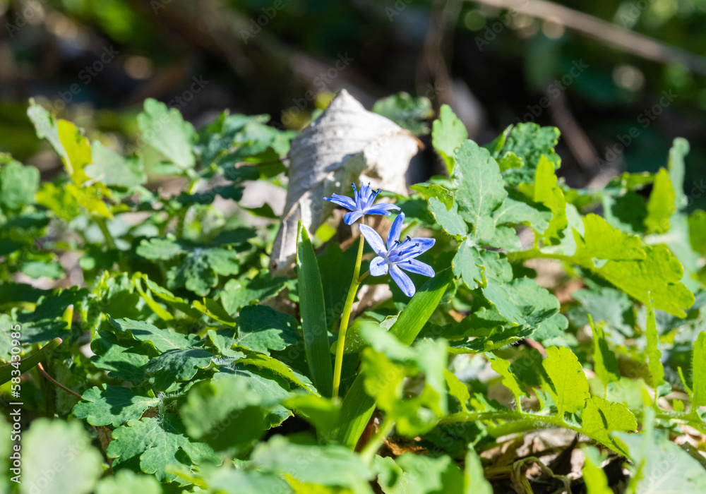 spring primroses in the forest in spring spring primroses in the forest in spring