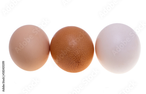 chicken egg isolated