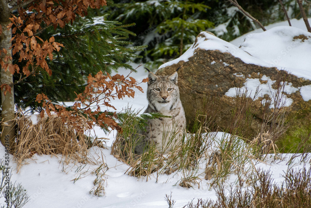 Naklejka premium A breathtaking image of a majestic Eurasian lynx stealthily navigating through a snowy forest. Its piercing eyes and powerful stance are a testament to its wild nature.
