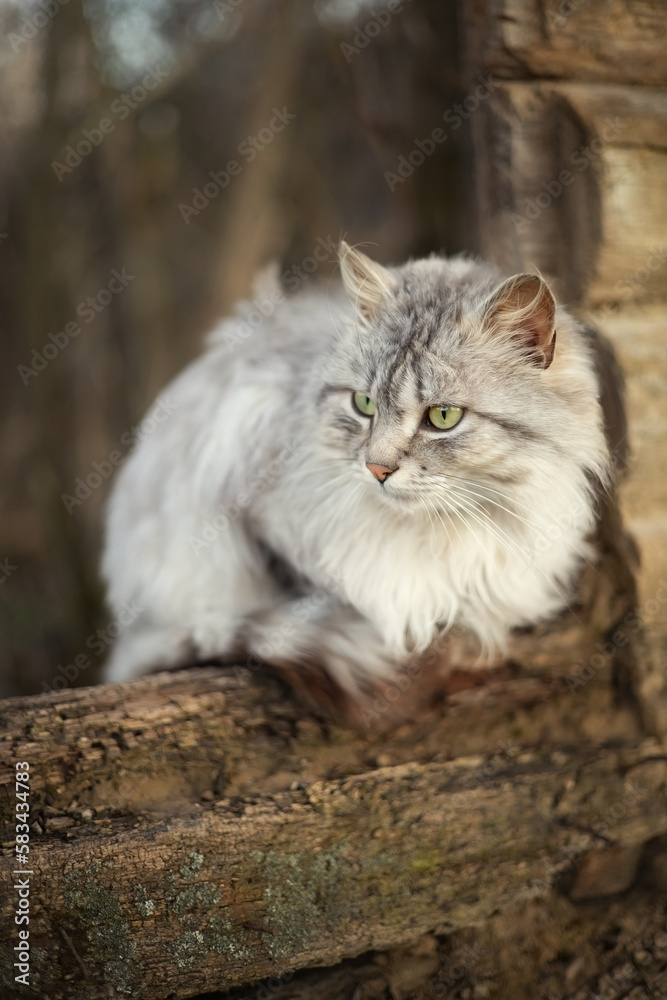 Photo of a gray fluffy cat.