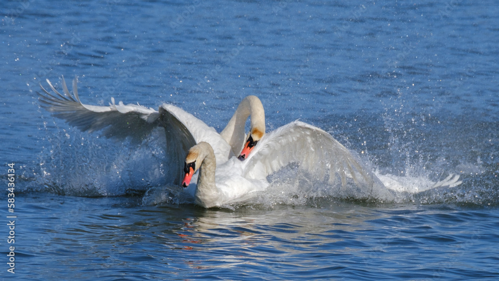 Fototapeta premium Höckerschwäne beim Revierkampf