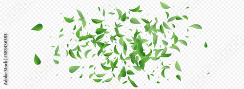 Swamp Leaf Organic Vector Panoramic Transparent