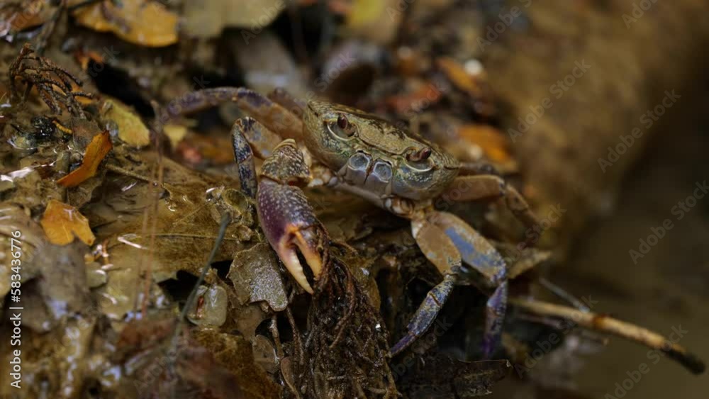 Crab Crawling On The Flowing River In Forest. Close Up Crab Crawling On The Flowing River In Forest. Close Up
