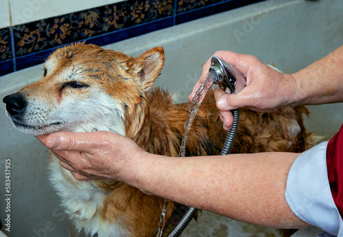  Shiba Inu dog bathing in the groomer salon. photo