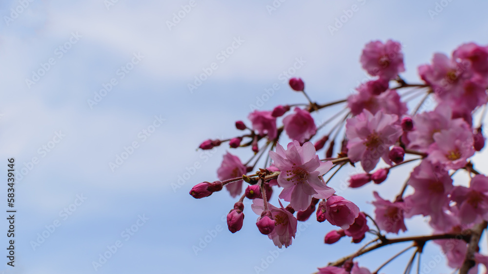 Cherry blossoms, Yaezakura, blue sky and cherry blossoms, beautiful fully bloomed sakura, spring season, natural scenery, background material.