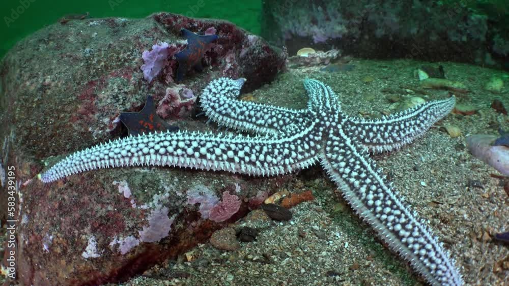 Colorful starfish close-up in Sea of Japan. Sea of Japan is surrounded by mountainous terrain, which contributes to its distinct weather patterns and ocean currents. Colorful starfish close-up in Sea of Japan. Sea of Japan is surrounded by mountainous terrain, which contributes to its distinct weather patterns and ocean currents.