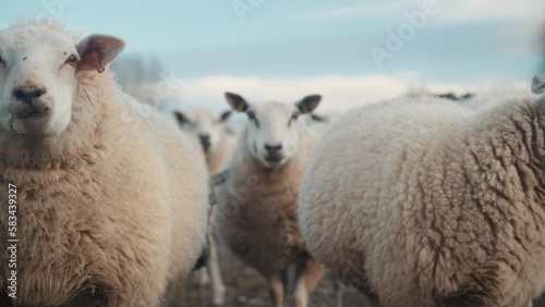 Sheep grazing on a farm, white sheep farming animals, agriculture setting, wool and grass in a rural area	 photo