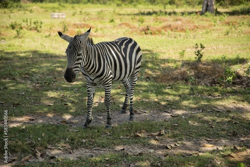 Full body close up of a zebra in a sunlit meadow.