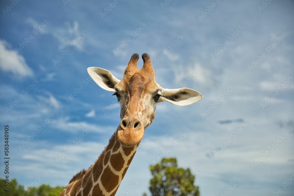 Portrait close-up of a giraffe, a bright blue sky and trees in the background.