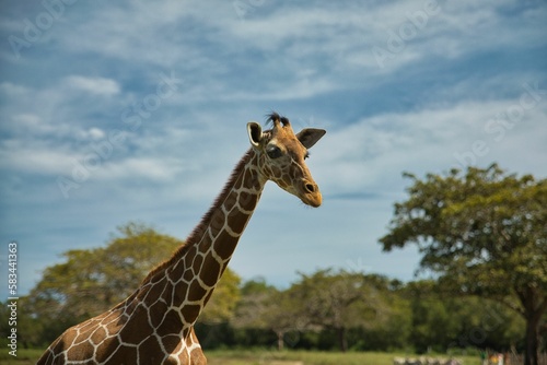 Half body close up of free running young giraffe  trees in background.