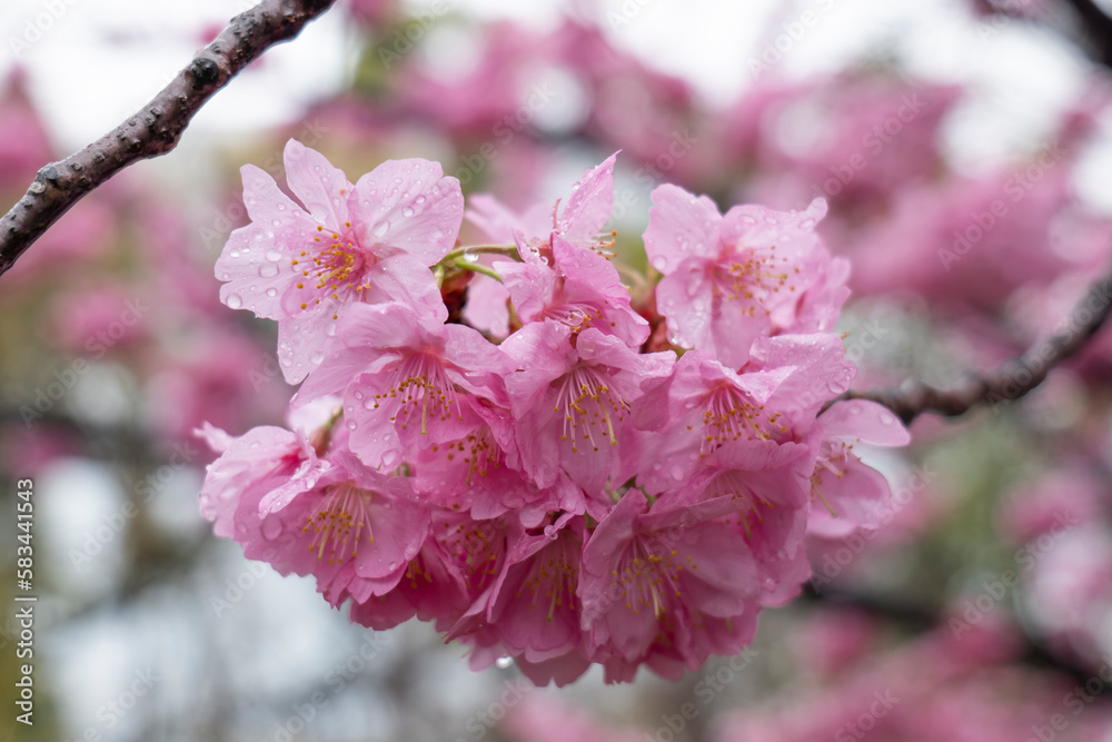 Obraz premium 雨に降られ濡れ水滴がついた満開の桜の花が風に揺れるアップマクロ撮影 入学・入社・入園・花見・春・春雨のイメージ