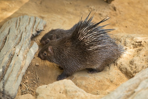 Two porcupines on a sandy sunlit ground, in the foreground light wood.