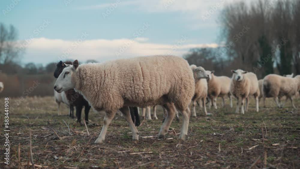Sheep lamb grazing on a farm, white sheep farming animals, agriculture setting, wool and grass in a rural area Sheep lamb grazing on a farm, white sheep farming animals, agriculture setting, wool and grass in a rural area