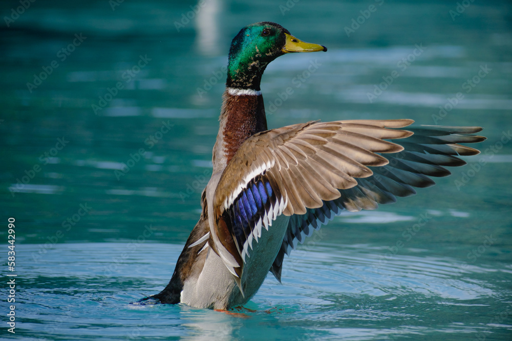 Obraz premium duck on the water