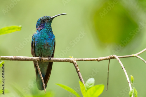 Lesser Violetear - Colibri cyanotus, beautiful violet and green hummingbird from Latin America forests and gardens, Volcán, Panama.
