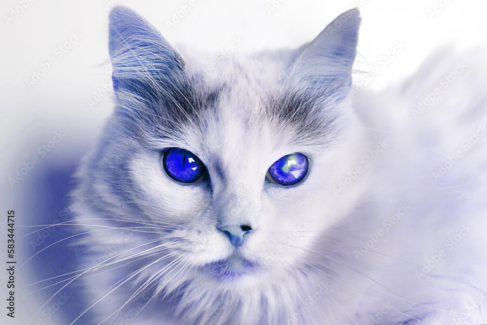 Incredibly beautiful, fluffy white cat with blue eyes, blue tinted, on white background, looking at the camera.