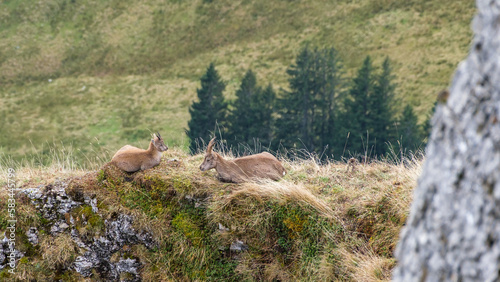 Steingeiß mit Kitz auf schmalem Felsgrat