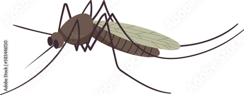 Small flying mosquito insect