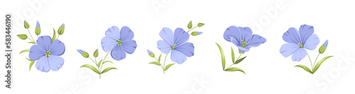 Vector illustration linen flowers. Isolated white background. Individual elements drawn flax.