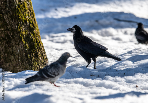 black preoccupied crows on a winter day in search of food