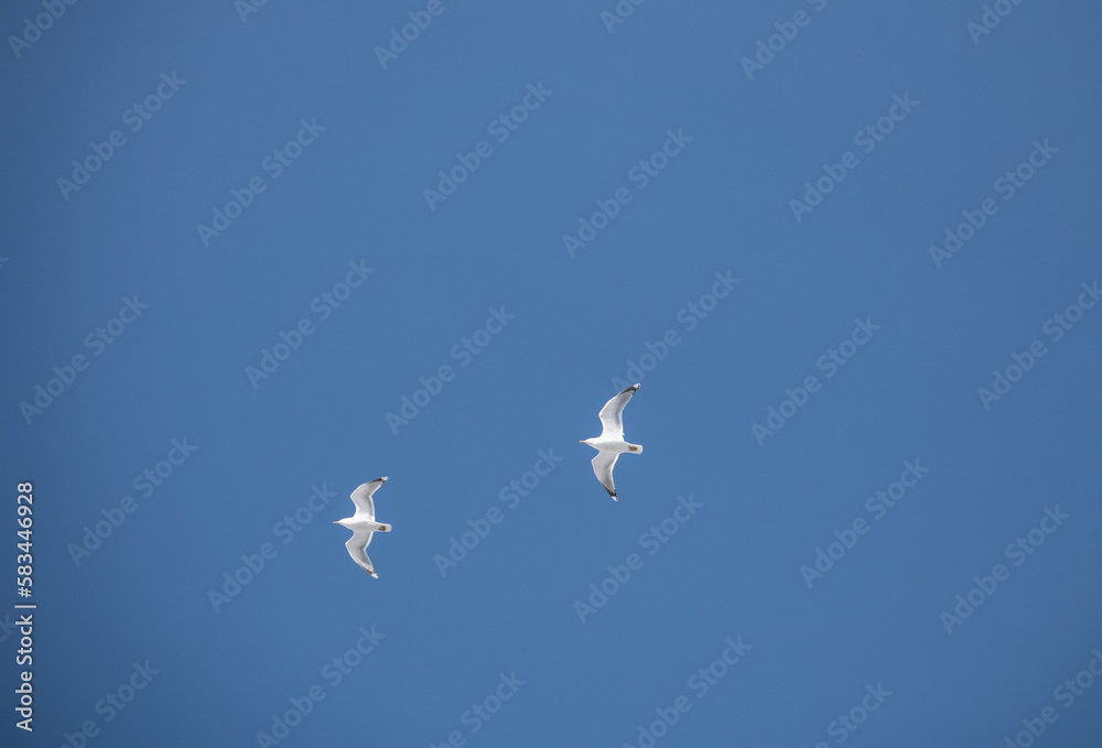 Fototapeta premium white seagulls on a winter day in search of food against the blue sky