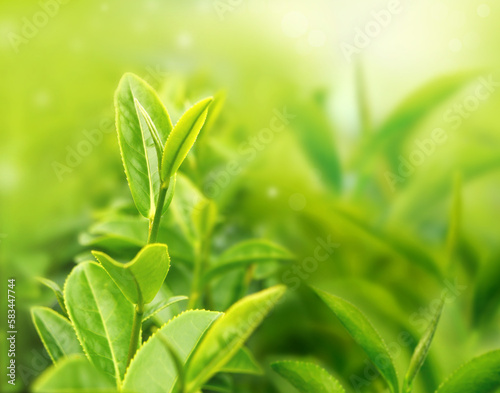 Closeup green tea leaves in the morning, tea plantation, blurred background.