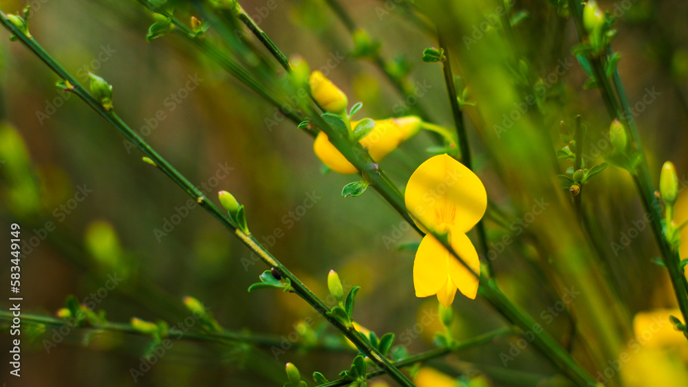 Macro de genêts en fleur, au printemps Macro de genêts en fleur, au printemps