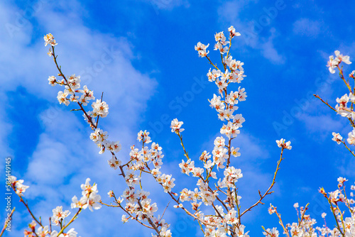 blue sky and flowers