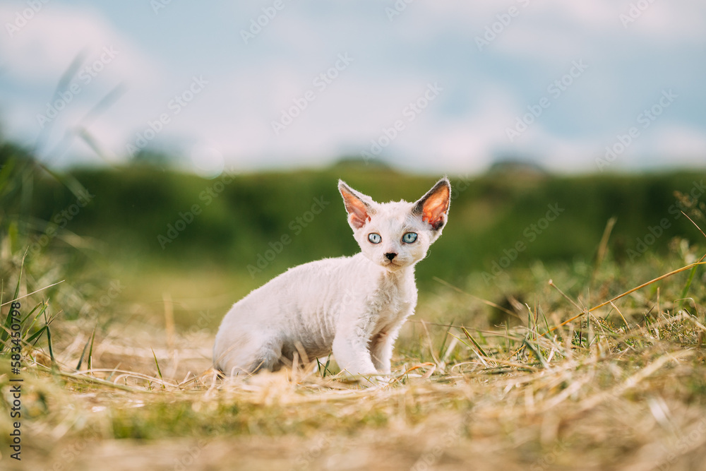 Sweet Devon Rex Cat Funny Curious Young White Devon Rex Kitten In Grass. Short-haired Cat Of English Breed. Very Small Lovely Pets Lovely Cats.