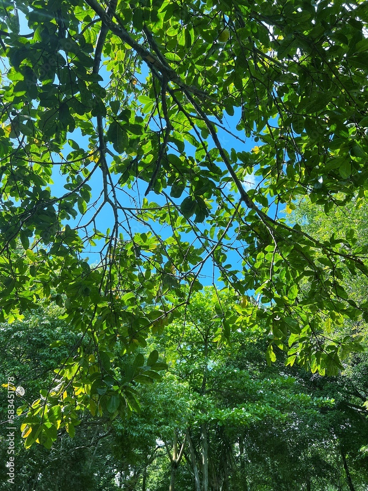 In the park, looking up at the blue sky In the park, looking up at the blue sky