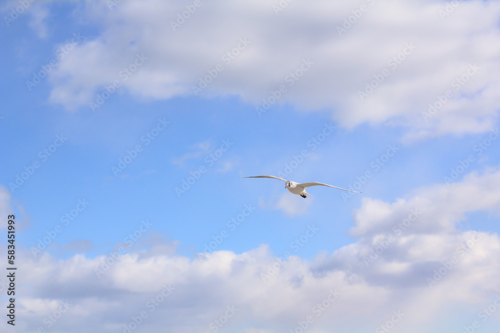 Seagull flying in the blue sky on a sunny day. A background full of freedom and carefree. Copy space. Seagull flying in the blue sky on a sunny day. A background full of freedom and carefree. Copy space.