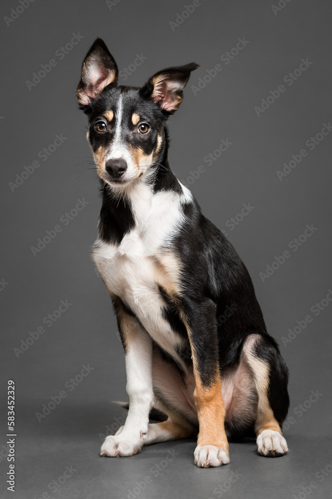 cute border collie puppy dog sitting in the studio on a grey background