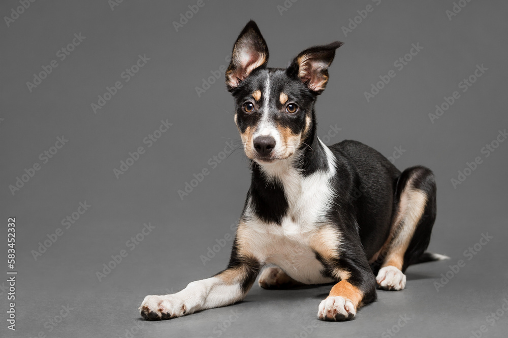 cute border collie puppy dog lying down in the studio on a grey background