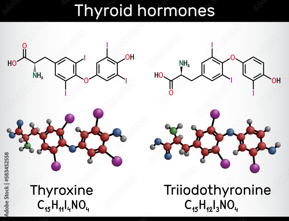 Thyroid hormones Triiodothyronine (T3, levothyroxine) and Thyroxine