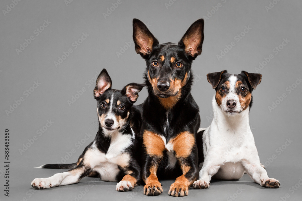 Terrier Puppy Min Pin Fox Terrier Mix Boston Terrier Min Pin