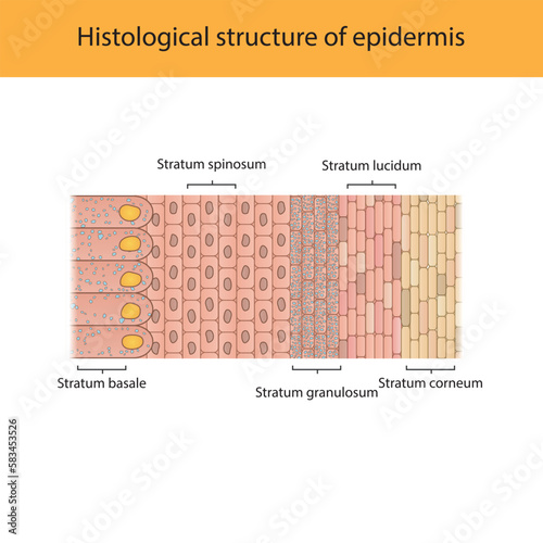Histological structure of epidermis - skin layers shcematic vector illustration showing stratum basale, spinosum, granulosum, lucidum and corneum photo