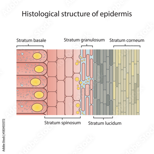 Histological structure of epidermis - skin layers shcematic vector illustration showing stratum basale, spinosum, granulosum, lucidum and corneum photo
